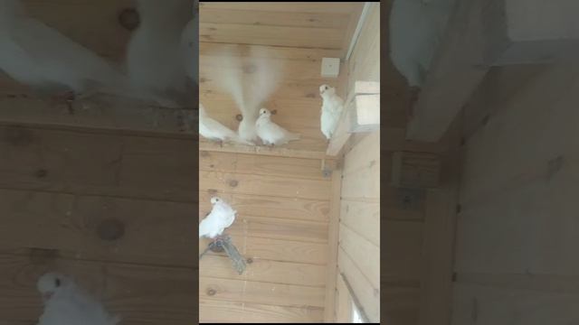 Голуби