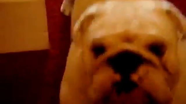 british bulldog