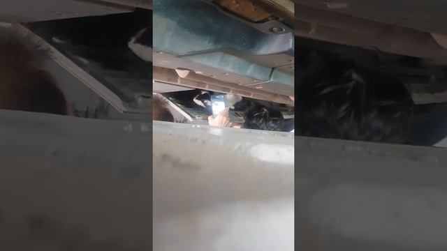 Прикол автосервис, кошка родила котят