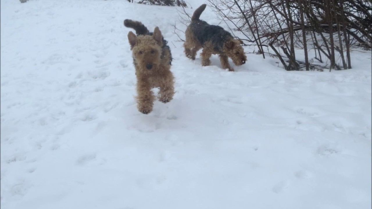 Welsh Terriers in the last days of Winter 2017