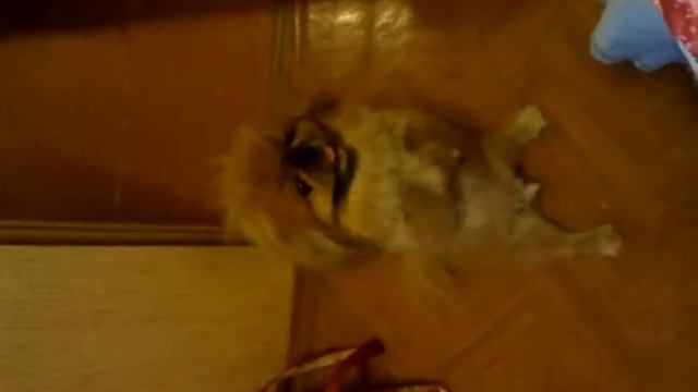 собака заяц- прикол