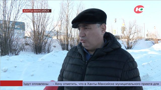 «Штрафстоянка» для собак - как защитить питомца от попадания в отлов