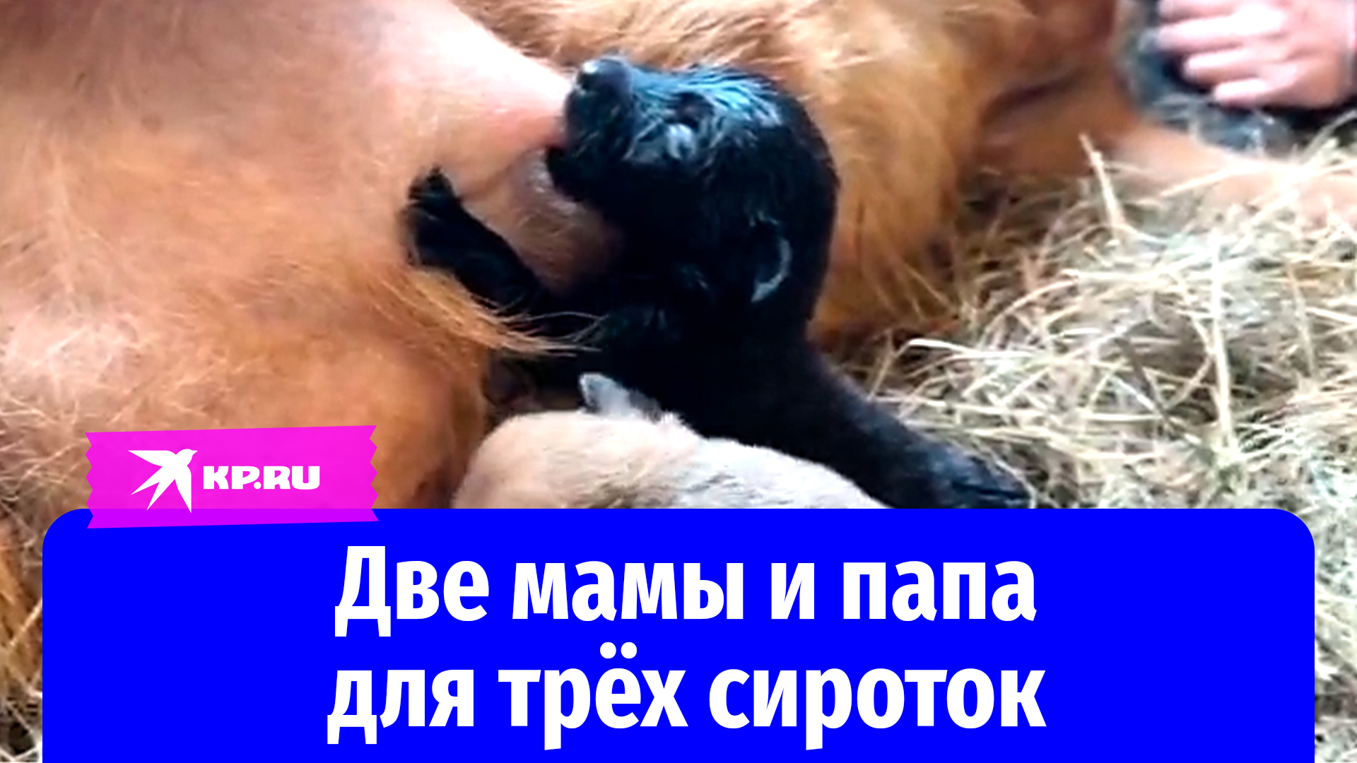 Две мамы и папа для трёх сироток: в сибирском зоопарке выхаживают щенков