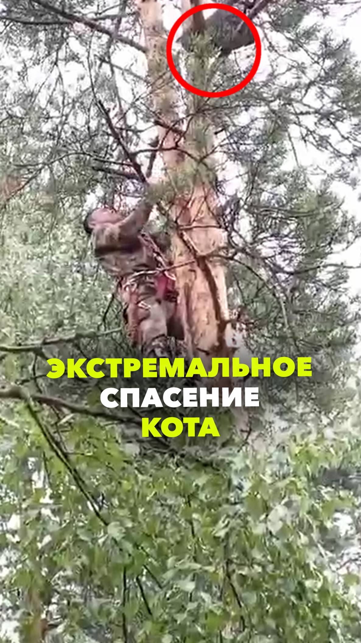 Спасение кота с высокого дерева - такого вы еще не видели!