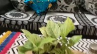 Marble Queen Money plant//Kete sundar plant//Odia re janantu aa bisayare