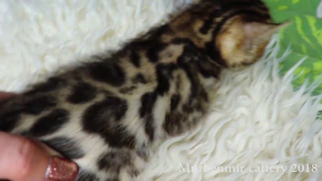 СВОБОДНА/AVAILABLE Bengal kitten-girl: RIMMA Murbenmir / SALE