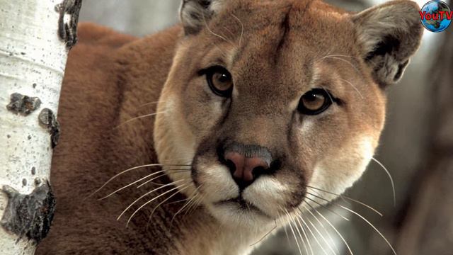 Красивые животные 4 Beautiful Animals 美麗的動物