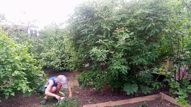 Купили дом в деревне/Наши Первые Ягоды в Новом Доме Итоги Ошеломительны!