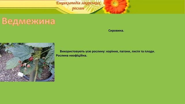 Ведмежина