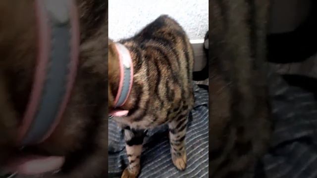 Бенгальская кошка очень себя любит
