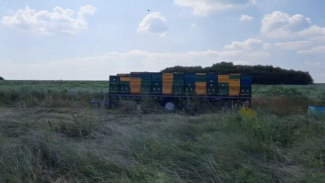 Эксперимент,сколько воды за день выпивают пчелы на кориандре