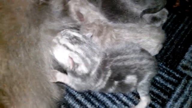 Мама Кошка разговаривает с ее прикольными мяукающими котятами. Котенок говорит милое видео.
