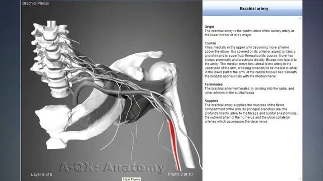 Brachial artery  Arteries of head and neck  3D Human Anatomy  Organs