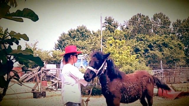 TEACHING A HORSE TO FOLLOW A HUMAN