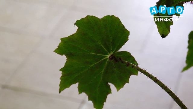 Юные сафоновские художники побывали у истока Днепра