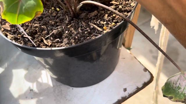 Mini Garden Tour 2021 Part 1