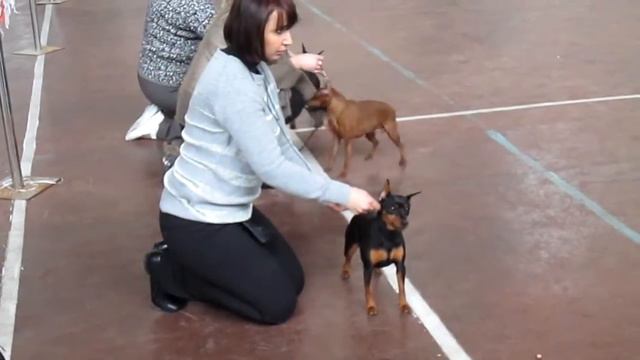 27. 01.2013г    BREND NATALI KAMELIA   Харьков САС эксперт Е.Борисова.