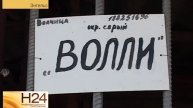 В Энгельсе кинологи скрестили самца немецкой овчарки и волчицу