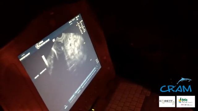 Puesta de nido en Vila-Seca