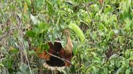 Hoatzin Feeding