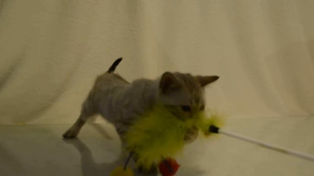 бенгальский котенок