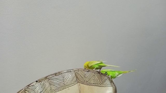 попугаи хулиганы играют с лампой
