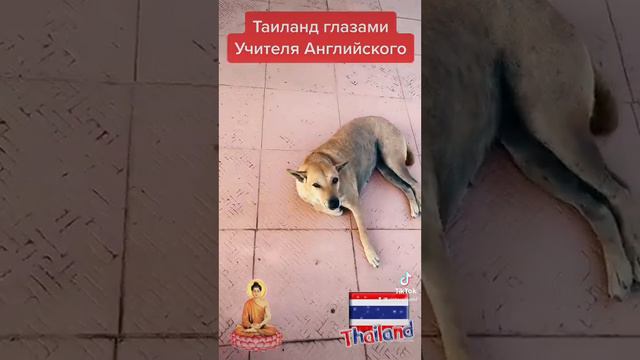 Буддизм - выбор свободного человека