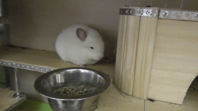 VLOG /ШИНШИЛЛОМАНИЯ ЭТО БОЛЕЗНЬ /ПОДАРКИ К 8 МАРТА
