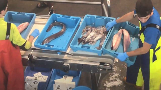 Рыбный рынок в Dénia   //    Mercado de pescado en Dénia 16/10/19