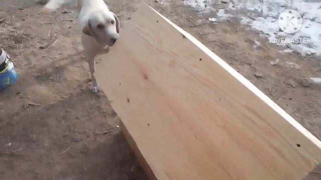 строю будку для собаки