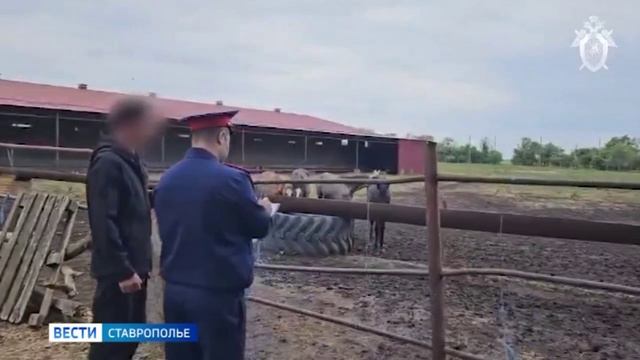 Следователи планируют изъять лошадей Александровского конзавода