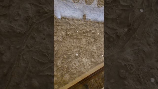 Захоронения подмосковных морских лилий в Палеонтологическом музее им. Ю. А. Орлова