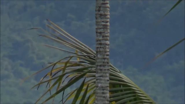 Areca palm Areca catechu