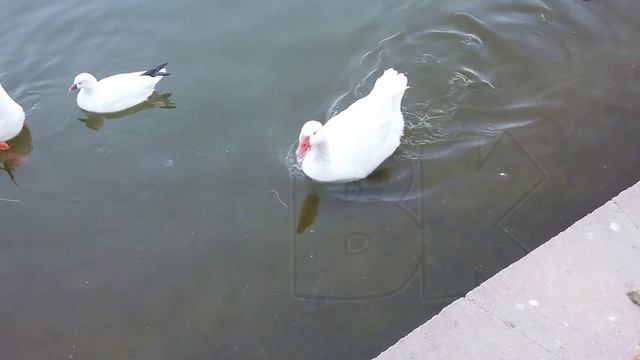 Два веселых гуся | Two cheerful geese