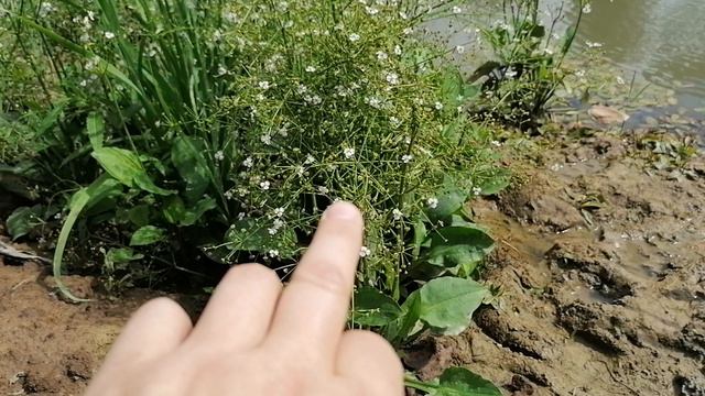 Частуха подорожниковая (Alisma plantago-aquatica) - нужна ли для сада? 2024.