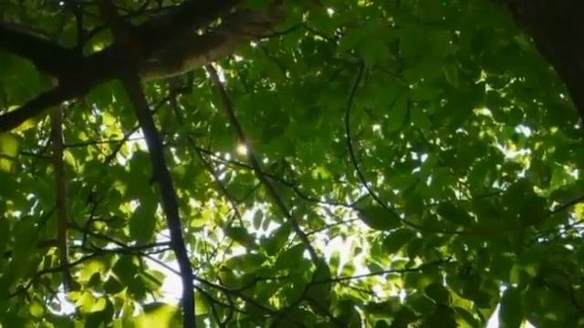 Автобус номер 51 Автовокзал Медгородок г. Гомель.