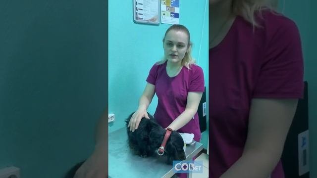 Гигиена и уход за собакой | СОВет