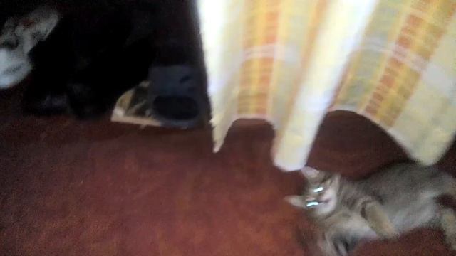 Смешная игра двух котят шкодливых позитивно видео