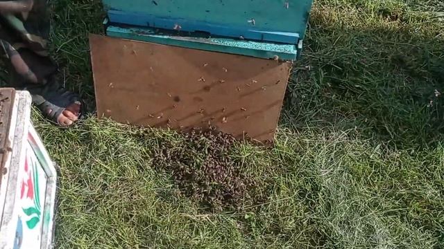 Искусственный рой нечаянно.