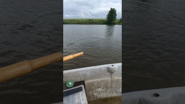 Мормышинг в поисках Карпа