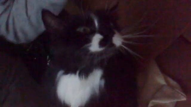 Кошка Котя - друзья : прическа для Сильвы !
