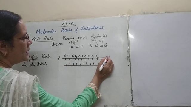 BASE PAIR RULE AND CHARGAFF" S RULE