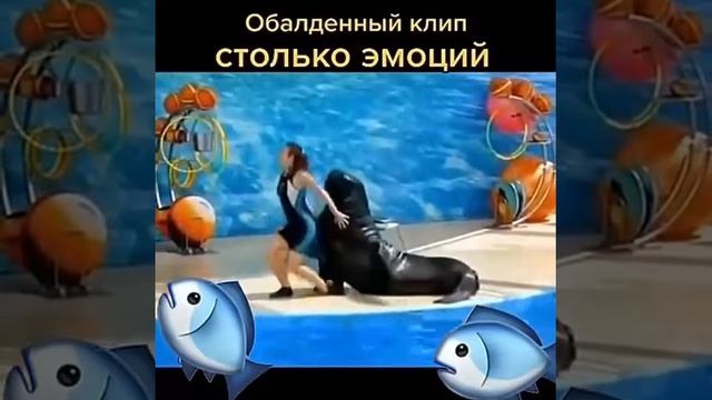 Танцы с морским львом