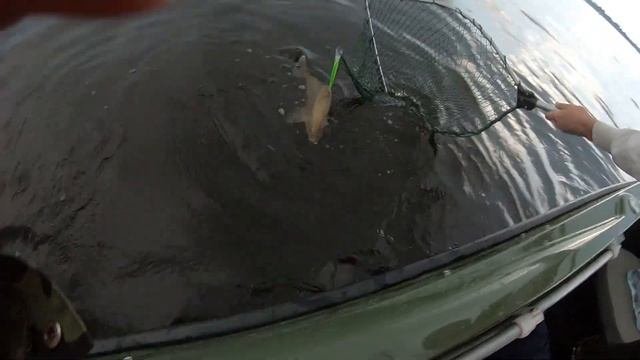 РЫБАЛКА на ВОЛГЕ/ Забагрил леща