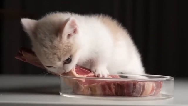 котёнок очень жёско ест мясо под жёсткий металл