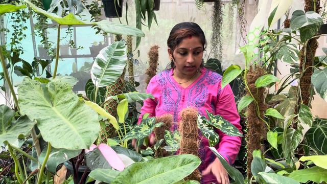 Secret Of Variegated Plants