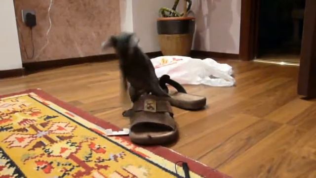 Our kitten named "Maksimka"