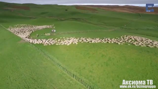 Почему армяне блеют в комментариях
