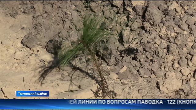 Ежегодная акция "Сад Памяти" стартовала в Тюменской области