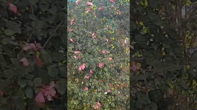 пальмы солнце красота